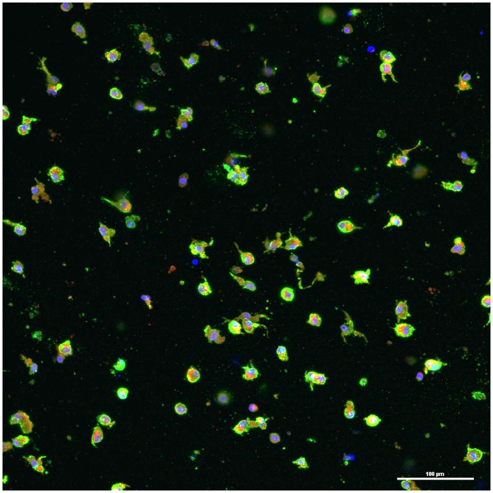 CD163 Antibody (K20-T) NBP1-30148