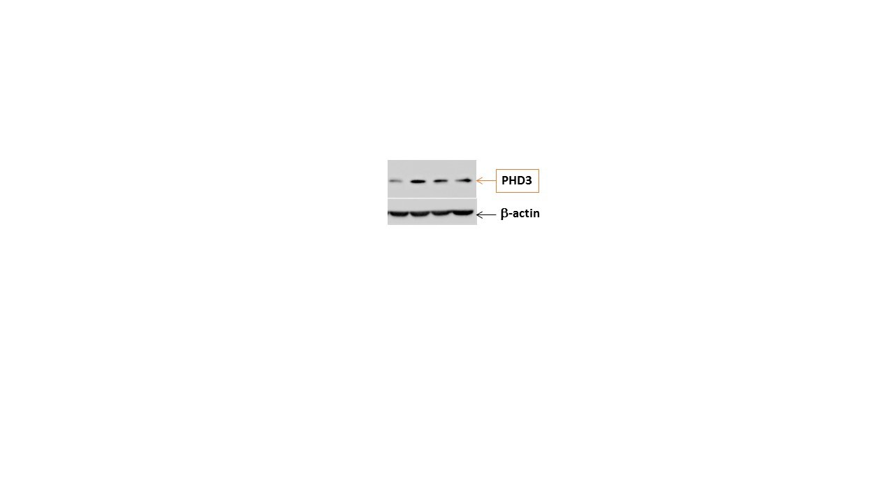 EGLN3/PHD3 Antibody (EG188e/d5) - BSA Free NBP1-30440