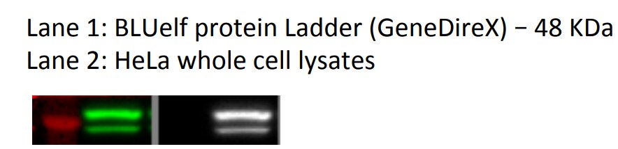 Flotillin 2 Antibody - BSA Free NBP1-30881