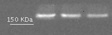 EEA1 Antibody - BSA Free NBP1-30914