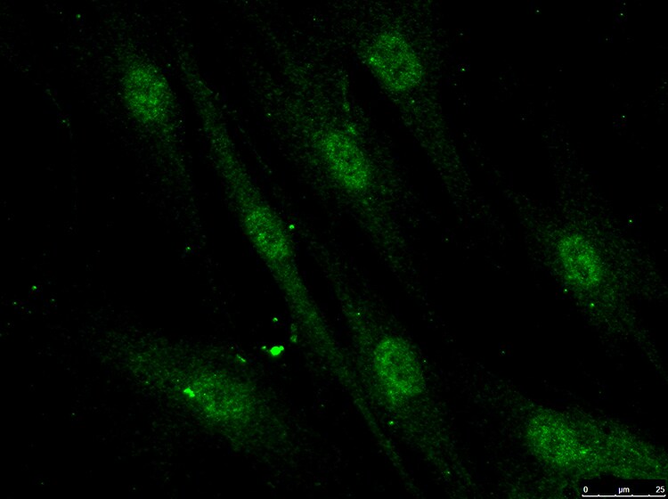 DDX5 Antibody - BSA Free NBP1-30944