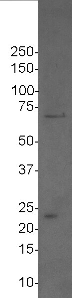 DDX5 Antibody - BSA Free NBP1-30944