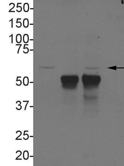 DDX5 Antibody - BSA Free NBP1-30944