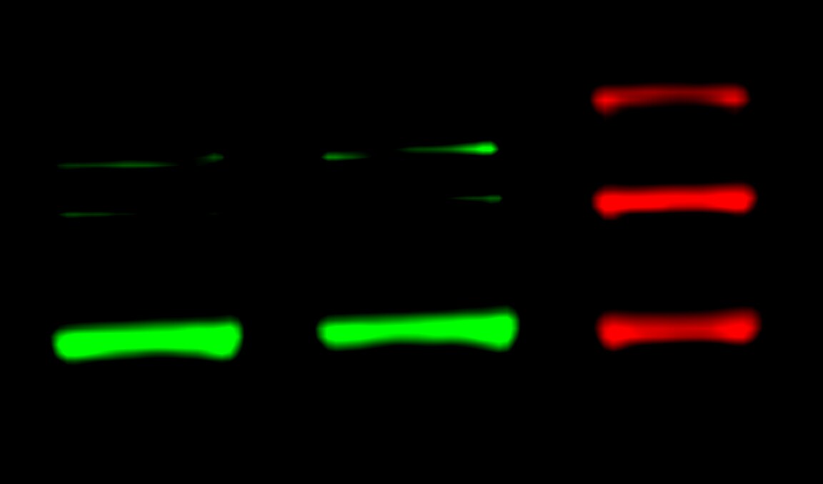 FoxM1 Antibody - BSA Free NBP1-30961