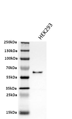 hnRNP K Antibody NBP1-30975