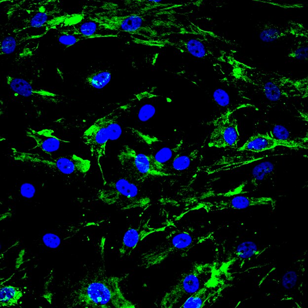 Caveolin-2 Antibody - BSA Free NBP1-31116