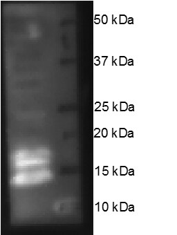 SOD1/Cu-Zn SOD Antibody NBP1-31204