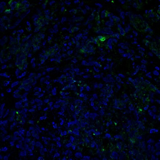 MMP-12 Antibody - BSA Free NBP1-31225