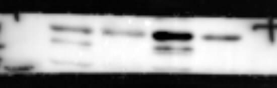 PCK2 Antibody - BSA Free NBP1-31241