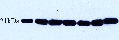 Glyoxalase I Antibody NBP1-31466