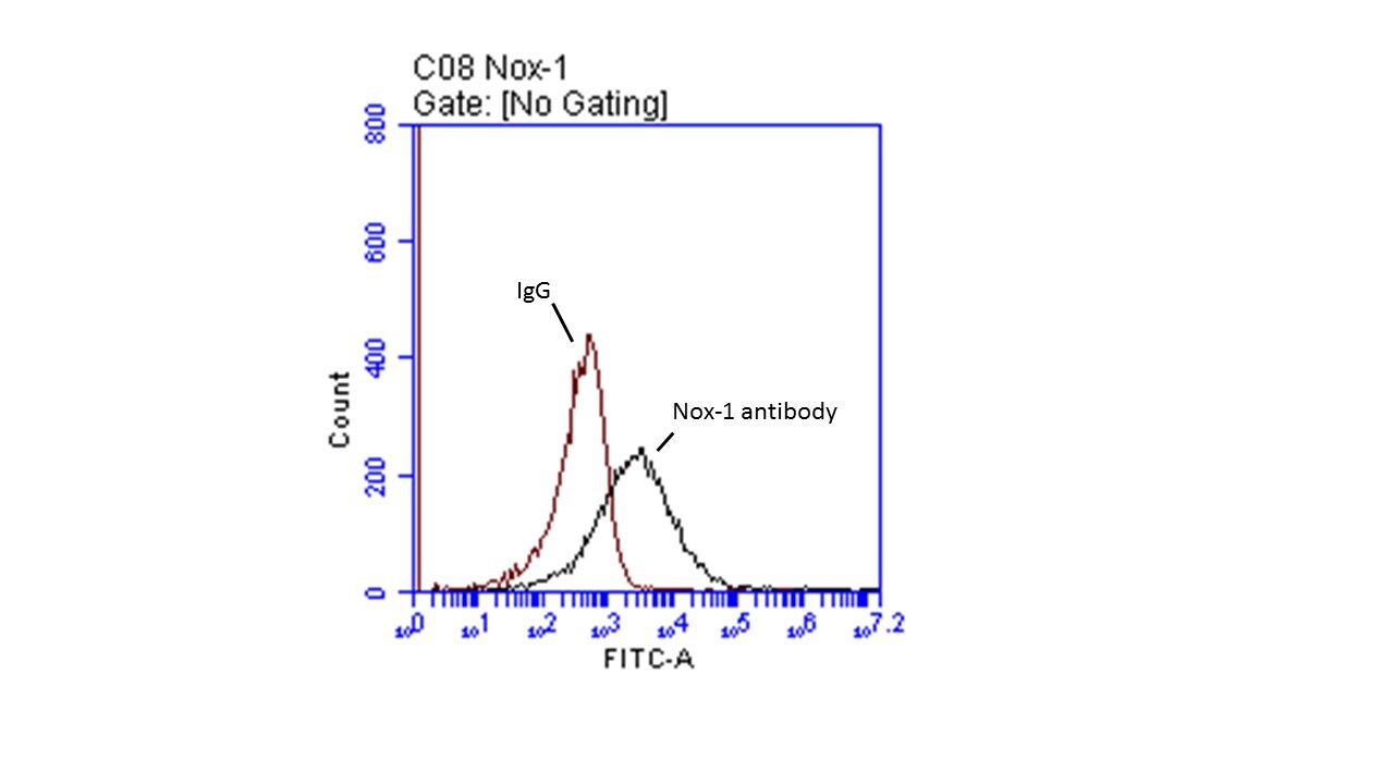 NOX1 Antibody - Azide Free NBP1-31546