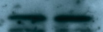 Ran Antibody - BSA Free NBP1-31776