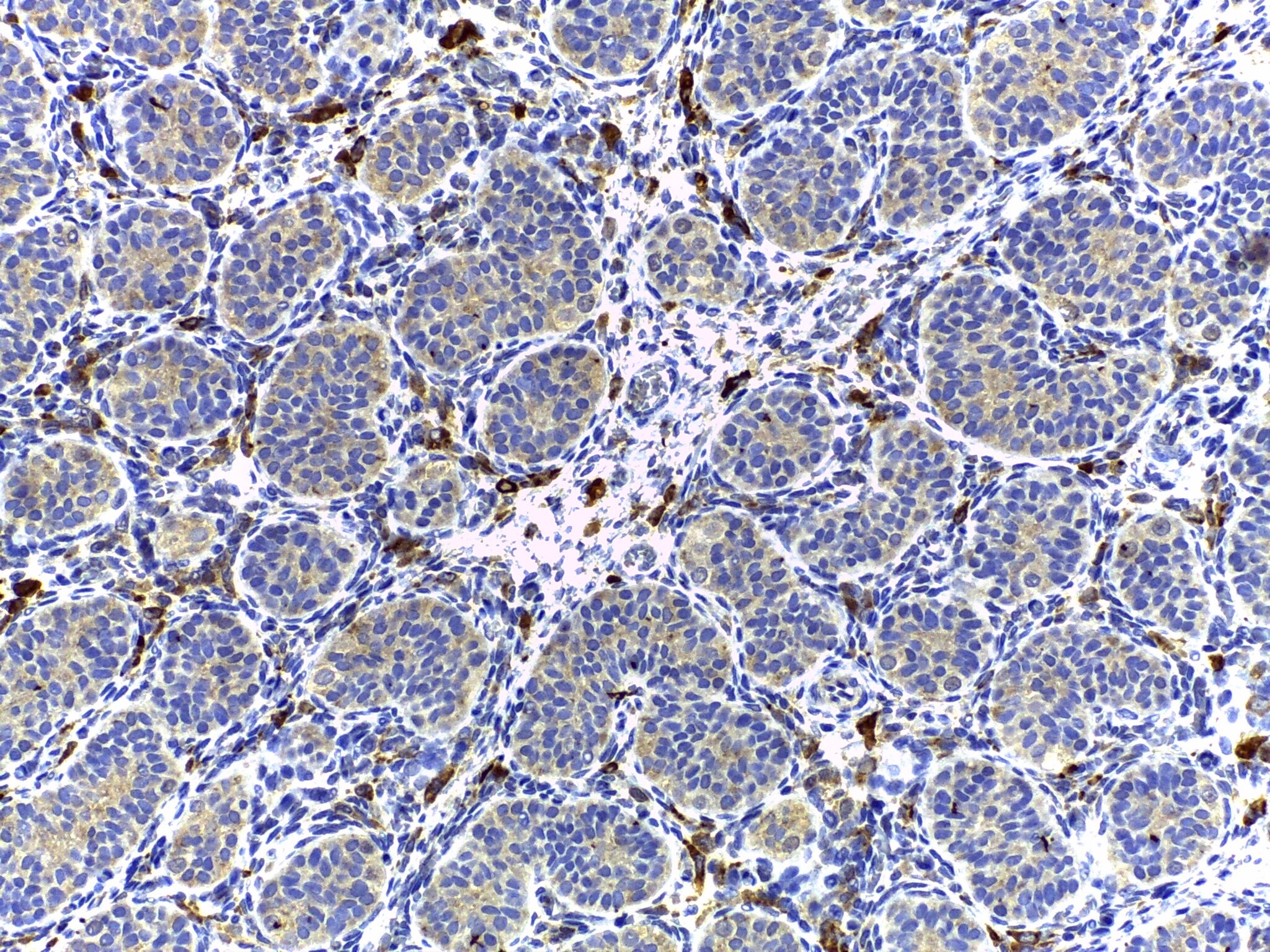 Beta Hydroxysteroid Dehydrogenase Antibody - BSA Free NBP1-32353
