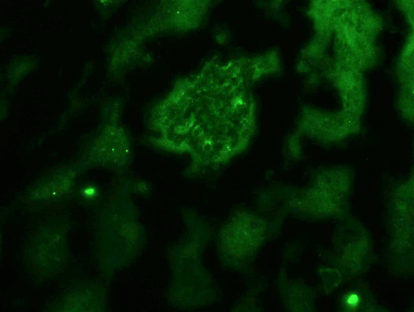 P2X7/P2RX7 Antibody - BSA Free NBP1-32470