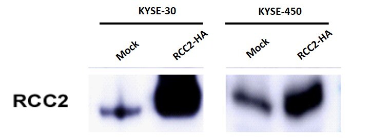 RCC2 Antibody - BSA Free NBP1-32602