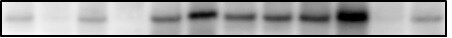 SAR1B Antibody - BSA Free NBP1-32725