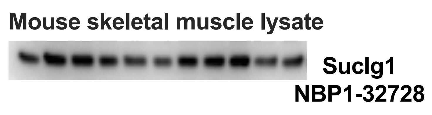 SUCLG1 Antibody - BSA Free NBP1-32728