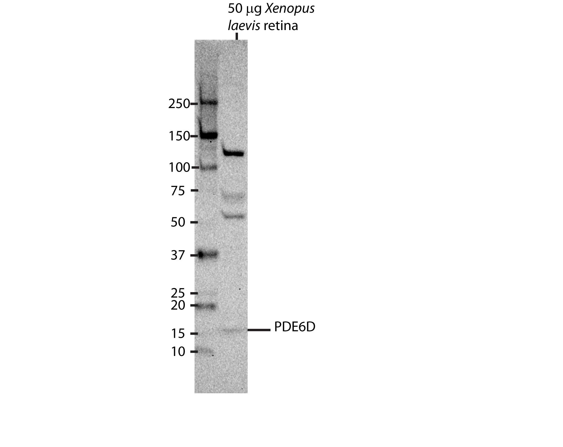 PDE6D Antibody - BSA Free NBP1-32730