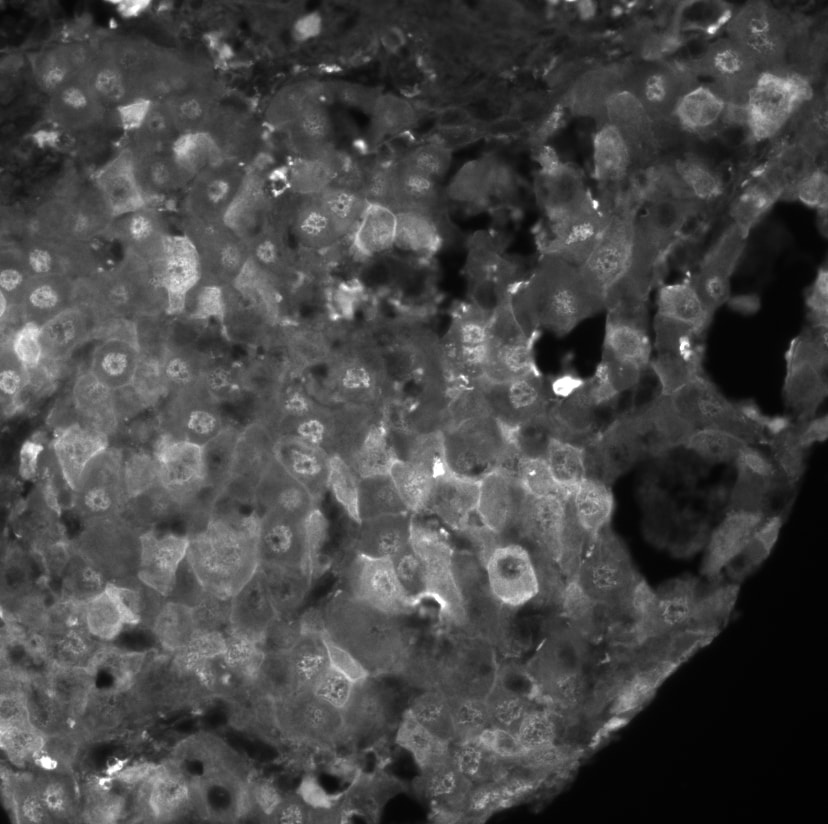 Arginase 1/ARG1/liver Arginase Antibody - BSA Free NBP1-32731