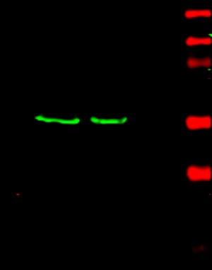 TEAD4 Antibody - BSA Free NBP1-32765