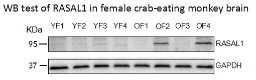 RASAL1 Antibody - BSA Free NBP1-32776