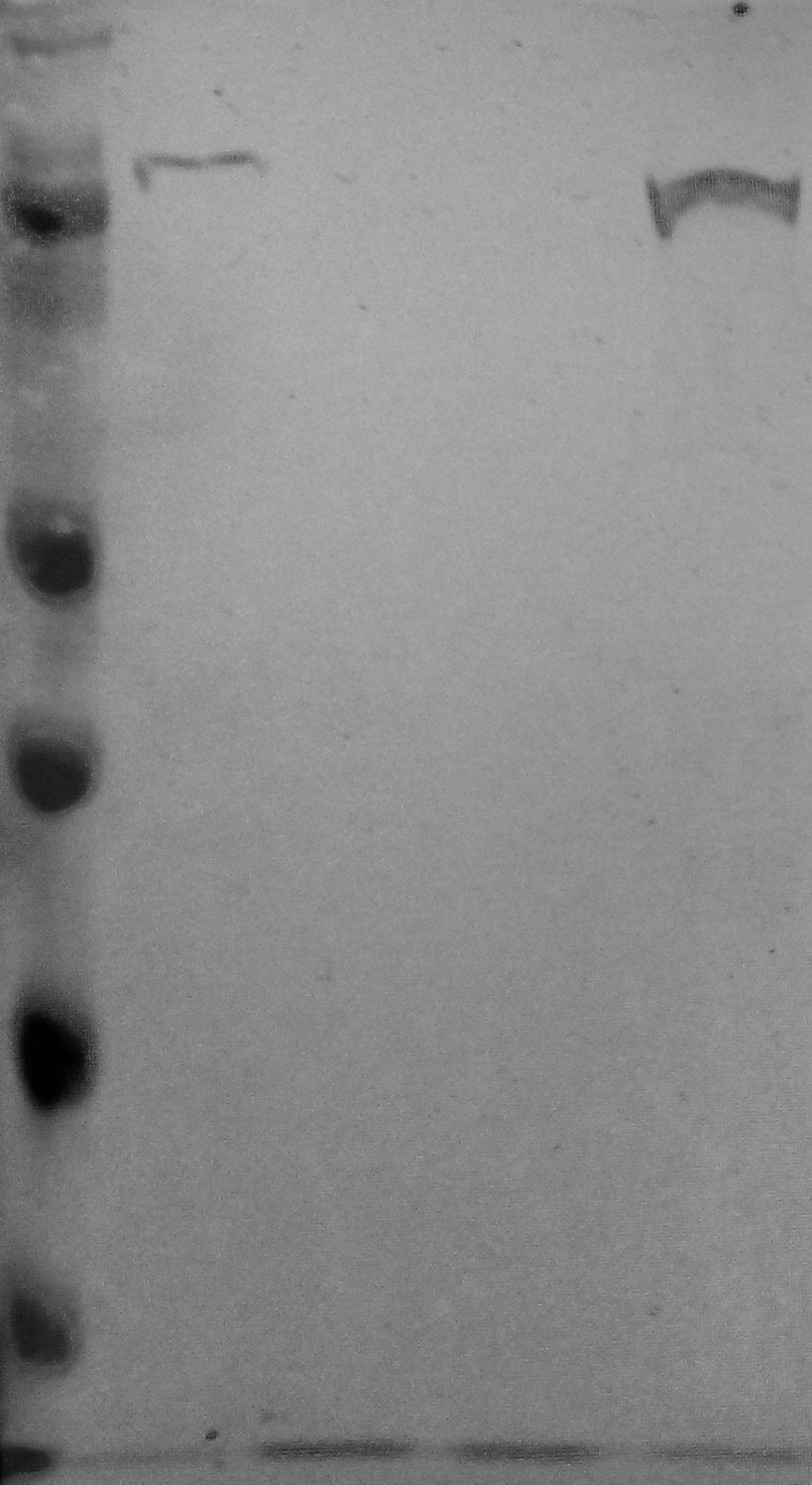 Nrf2 Antibody - BSA Free NBP1-32822