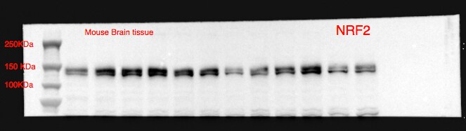 Nrf2 Antibody - BSA Free NBP1-32822