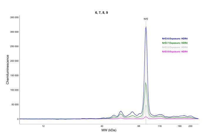 Nrf2 Antibody - BSA Free NBP1-32822