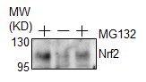 Nrf2 Antibody - BSA Free NBP1-32822