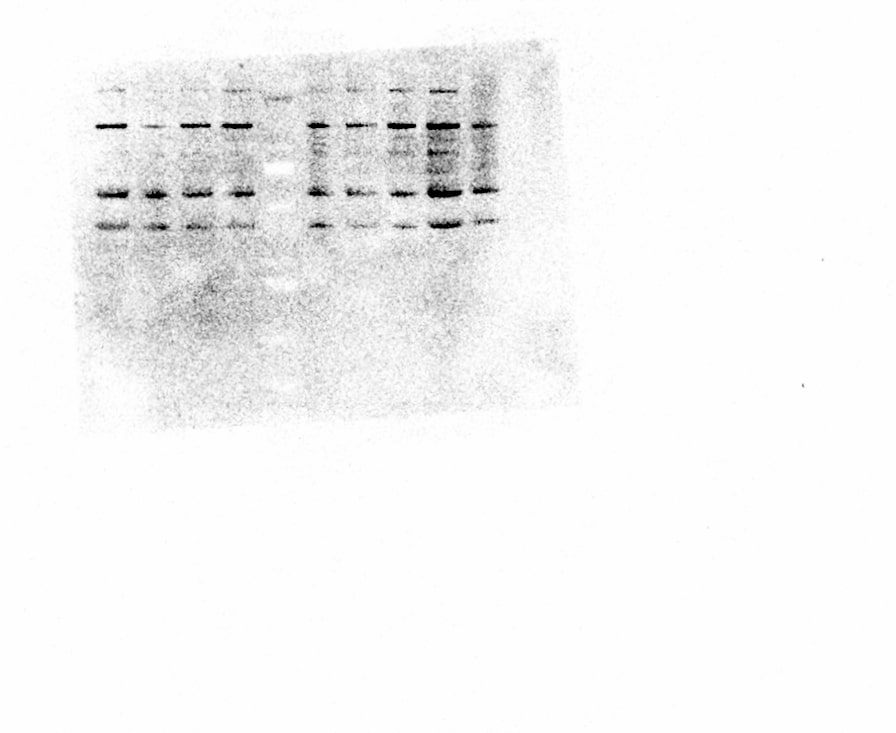 Nrf2 Antibody - BSA Free NBP1-32822