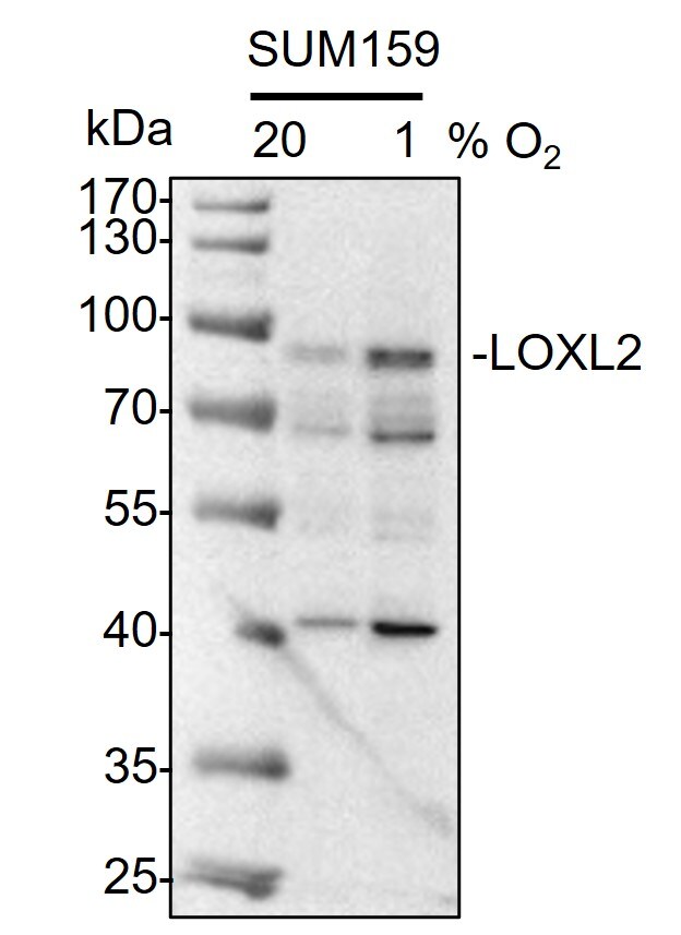 Lysyl Oxidase Homolog 2/LOXL2 Antibody - BSA Free NBP1-32954