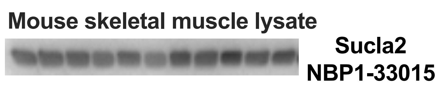 SUCLA2 Antibody - BSA Free NBP1-33015