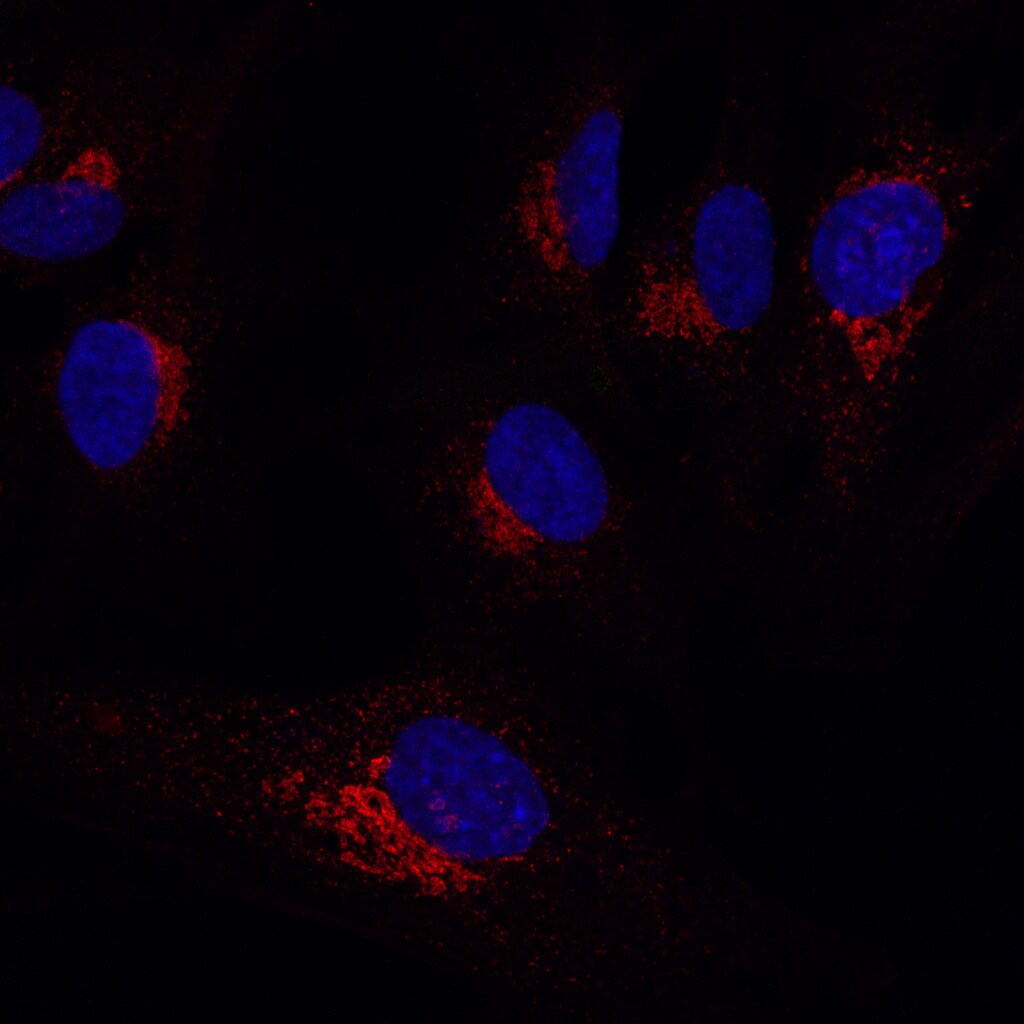 RAB6A Antibody - BSA Free NBP1-33110