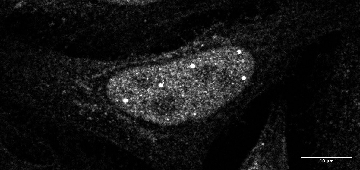 EFCAB14 Antibody - BSA Free NBP1-33182