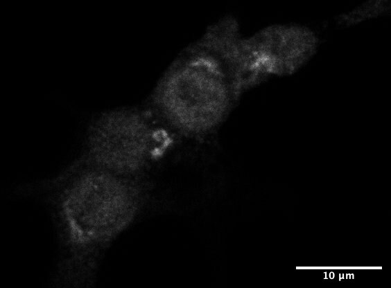 EFCAB14 Antibody - BSA Free NBP1-33182