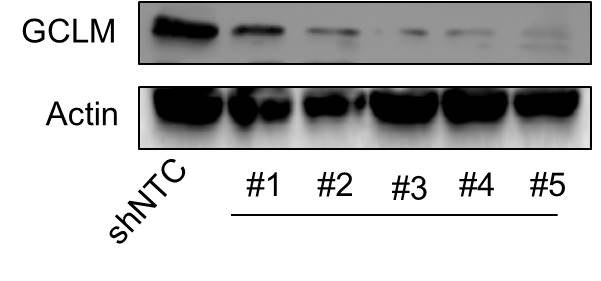 GCLM Antibody - BSA Free NBP1-33405