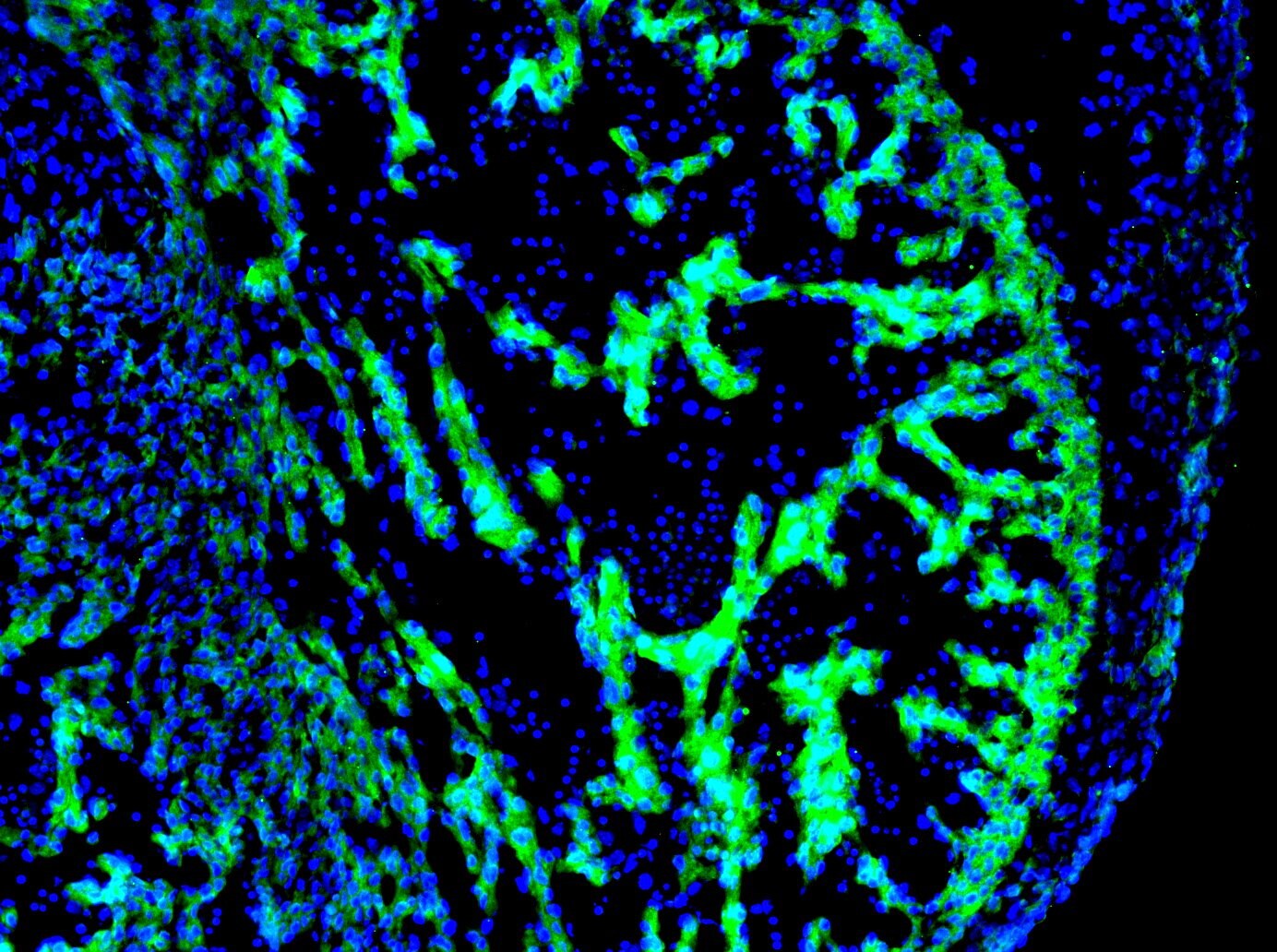 Plexin D1 Antibody - BSA Free NBP1-33634