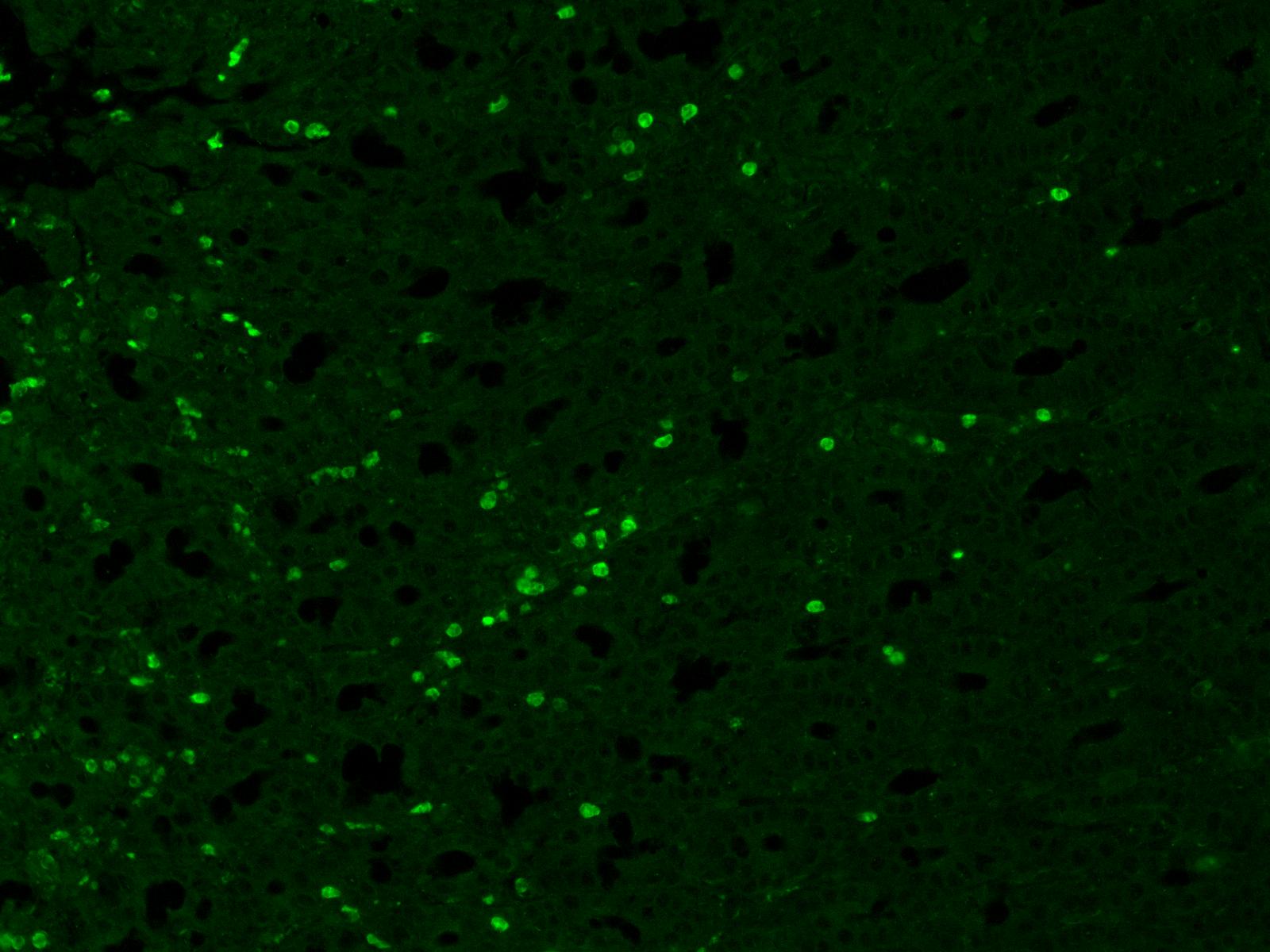iNOS Antibody (K13-A) NBP1-33780