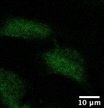 CLEC16A Antibody NBP1-36948