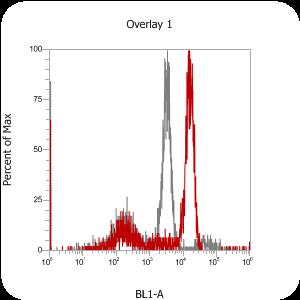 Adenosine A2aR Antibody (7F6-G5-A2) [FITC] NBP1-39474F