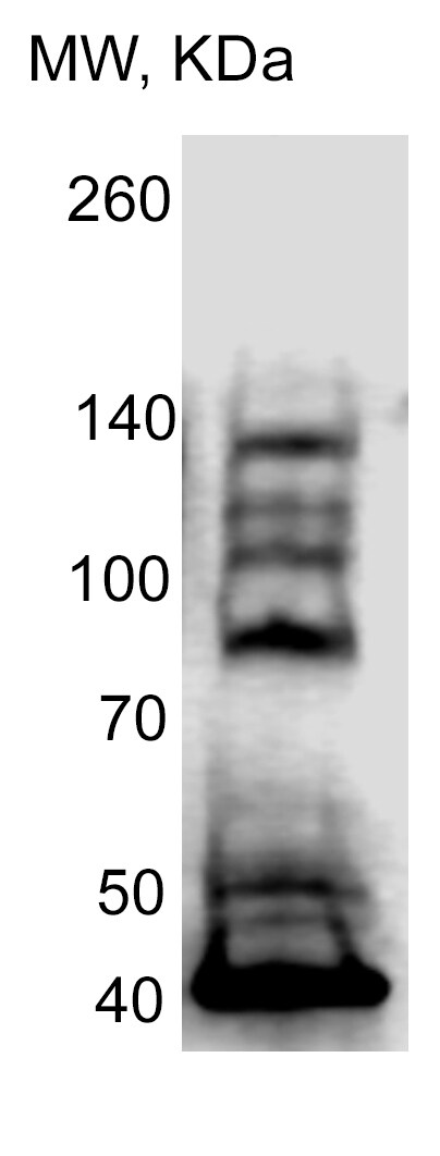 ATF6 Antibody (70B1413.1) - BSA Free NBP1-40256