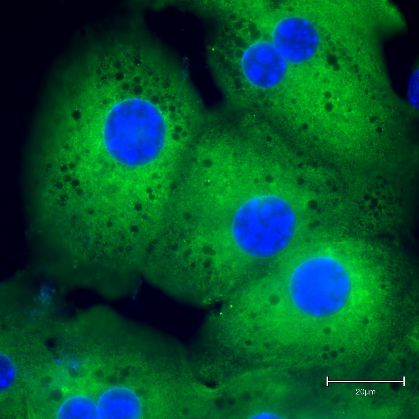 ATF6 Antibody (70B1413.1) - BSA Free NBP1-40256