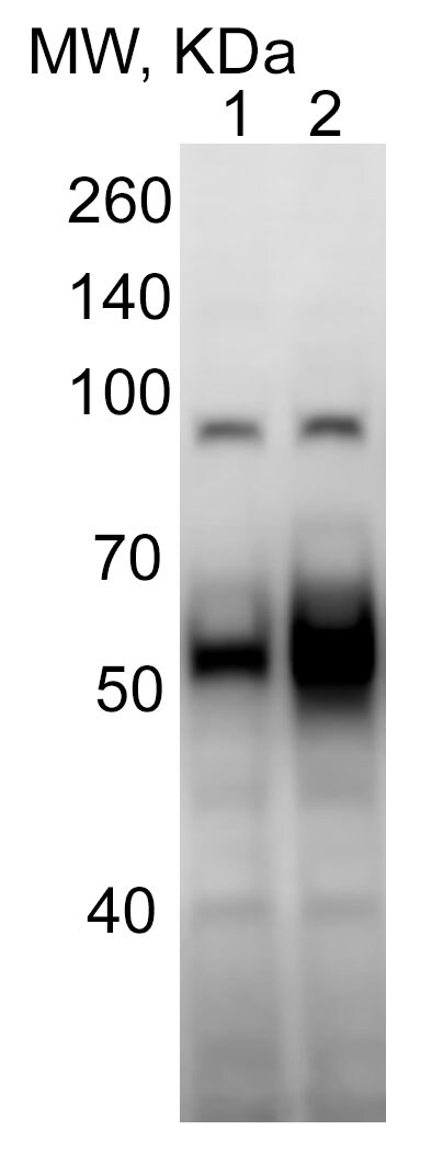 ATF6 Antibody (70B1413.1) - BSA Free NBP1-40256