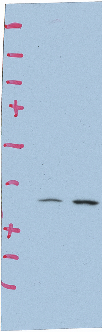 ATF6 Antibody (70B1413.1) [Allophycocyanin] NBP1-40256APC