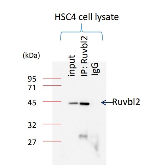 RUVBL2 Antibody - BSA Free NBP1-40354