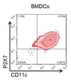 P2X7/P2RX7 Antibody (Hano43) [Alexa Fluor® 647] NBP1-40894AF647
