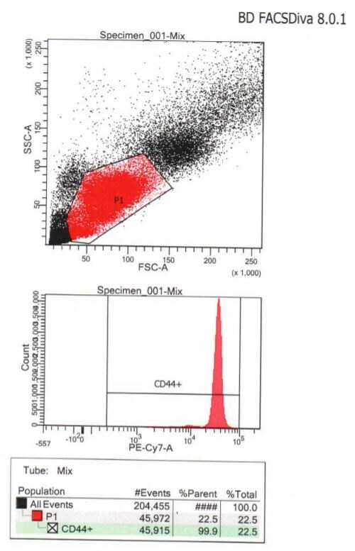 CD44 Antibody (IM7) - BSA Free NBP1-41266