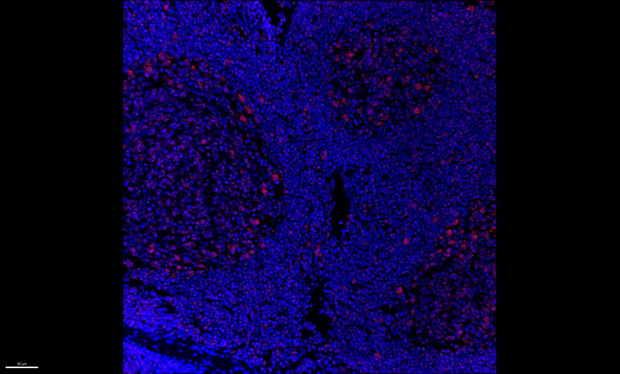 CD44 Antibody (IM7) [Alexa Fluor® 700] NBP1-41266AF700