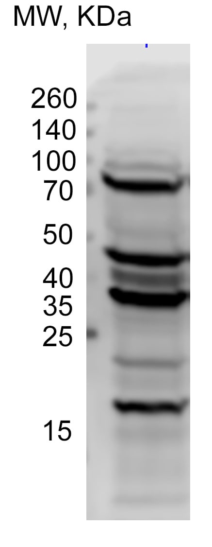 p62/SQSTM1 Antibody - BSA Free NBP1-42821