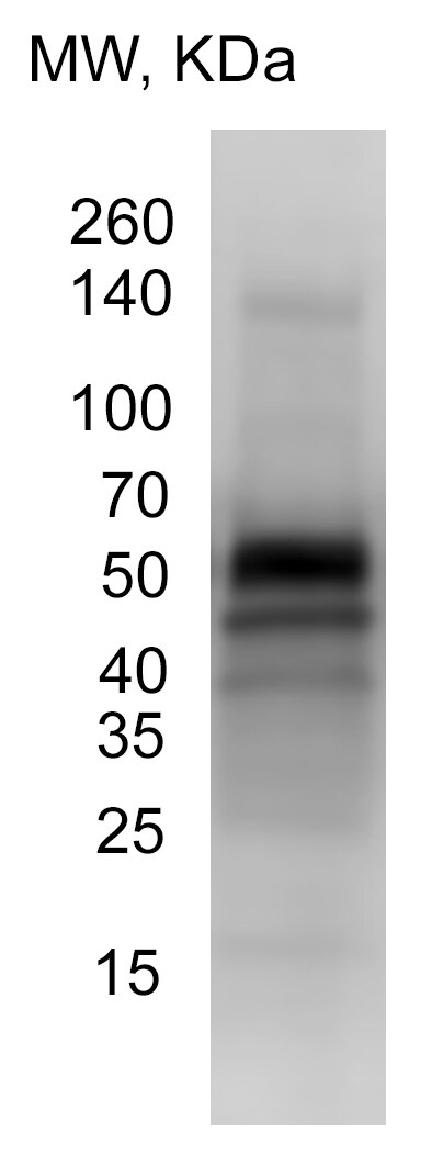 p62/SQSTM1 Antibody - BSA Free NBP1-42821